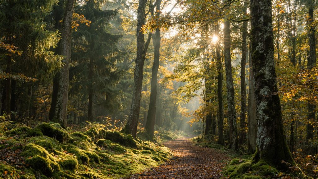 Krisdorfer Wald