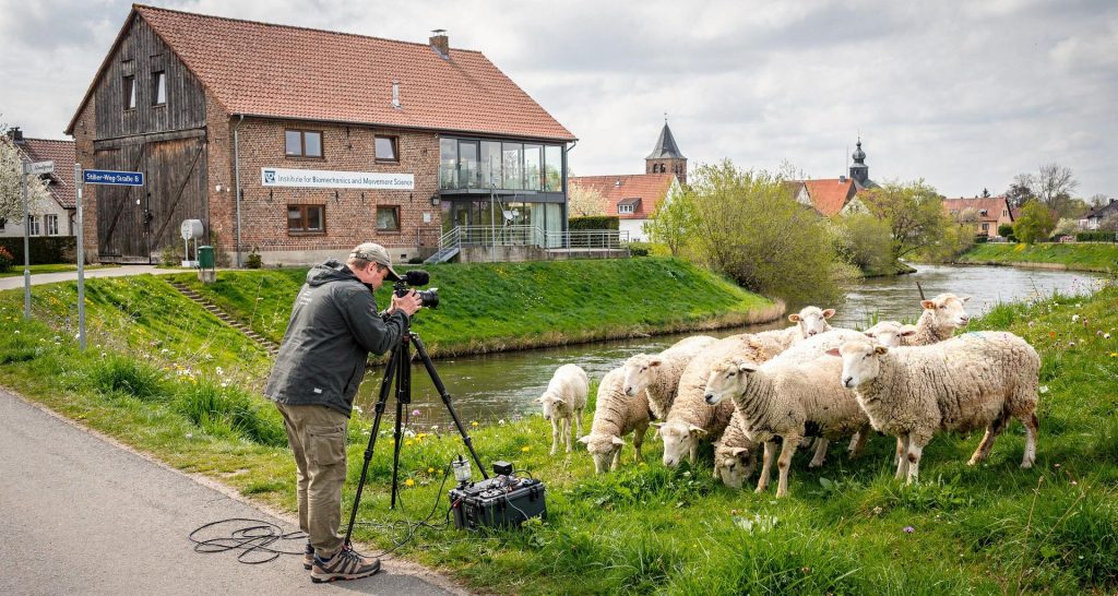 Ein Mitarbeiter des Institut für Biomechanik und Bewegungswissenschaft filmt Schafe