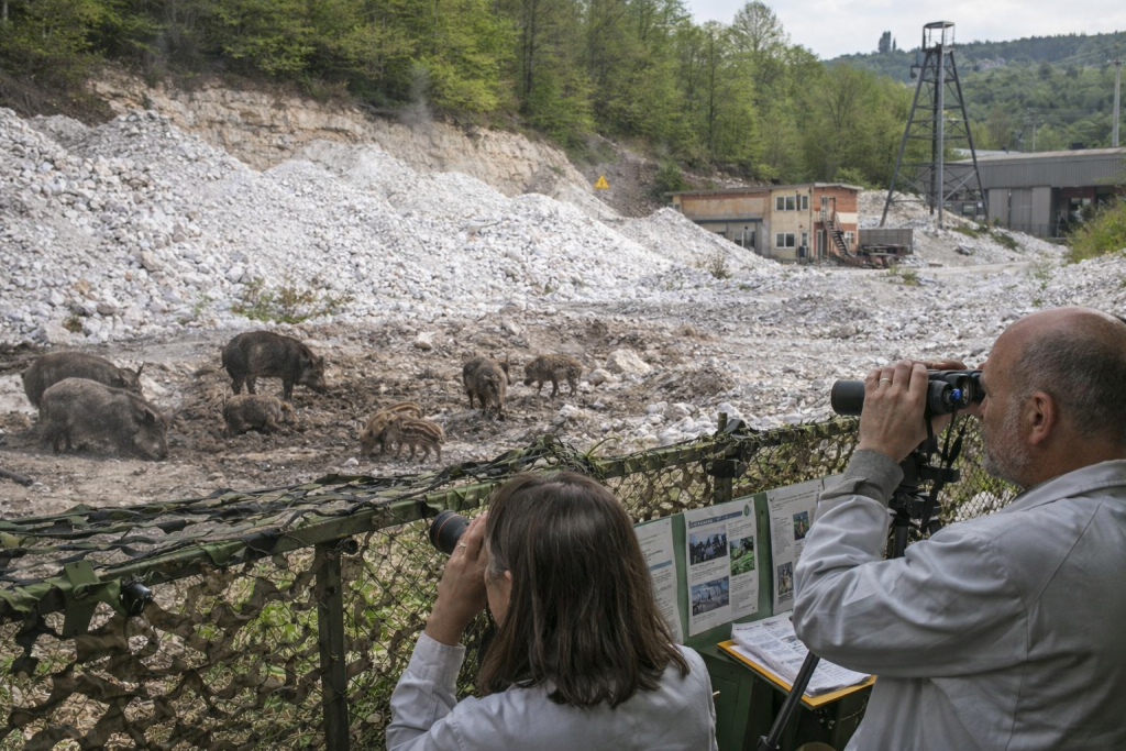 Waldschweine des Sternenschauergehölzes im Umfeld der hellen Abraumhalden des Schwerspatbergwerks