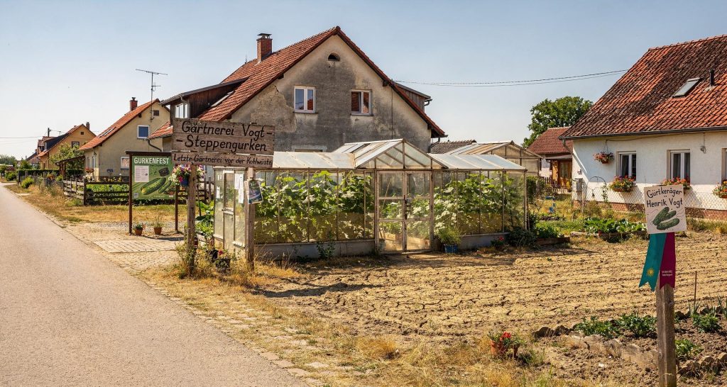 Nassauer Gurken - Gärtnerei Vogt