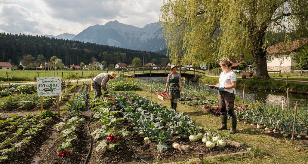 Gärtnerei „Unterm Rad“ am Fel-Gurkenkanal II